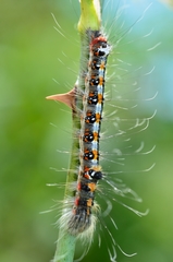 Acronicta tridens