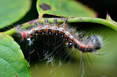 Acronicta tridens