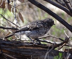 Melanodryas cucullata