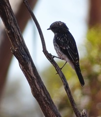 Melanodryas cucullata