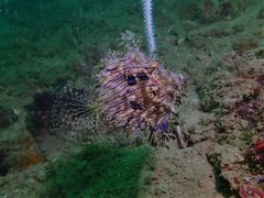 Chaetodermis penicilligerus