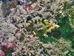 Chicoreus torrefactus