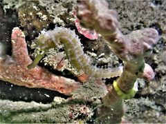 Hippocampus comes