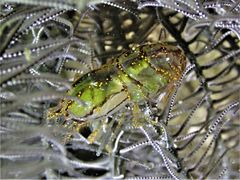 Synalpheus stimpsonii