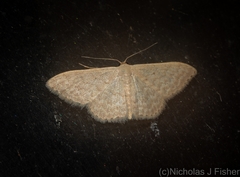 Idaea eretmopus