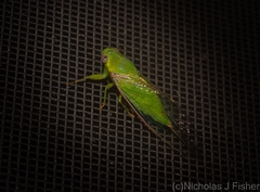 Chlorocysta vitripennis