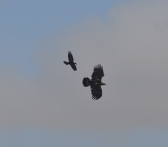 Aquila heliaca