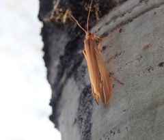 Psychoglypha