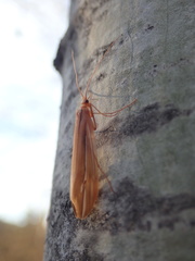 Psychoglypha