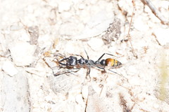 Myrmecia mandibularis