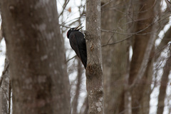 Dryocopus martius martius