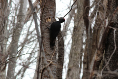 Dryocopus martius martius