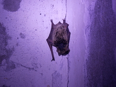 Pipistrellus kuhlii