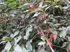 Heteropterys brachiata