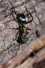 Polyrhachis ornata