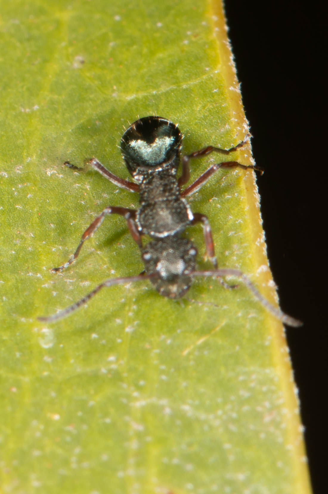 Polyrhachis lownei