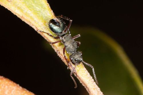 Polyrhachis lowneiPolyrhachis lownei