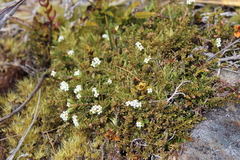 Pimelea oreophila