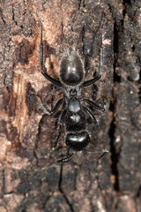 Calomyrmex albopilosus