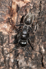 Calomyrmex albopilosus