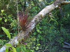 Tillandsia bulbosa