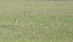 Nycticorax nycticorax