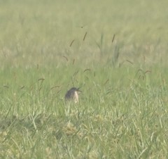 Nycticorax nycticorax