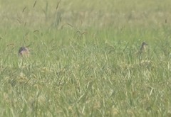 Nycticorax nycticorax