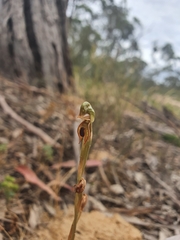 Pterostylis ferruginea