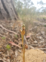 Pterostylis ferruginea