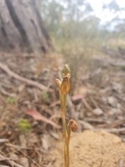 Pterostylis ferruginea