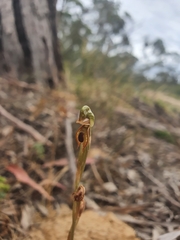 Pterostylis ferruginea