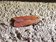 Anacampsis fullonella