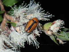 Phyllotocus scutellaris