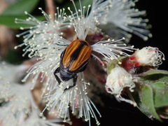 Phyllotocus scutellaris