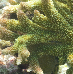 Acropora robusta