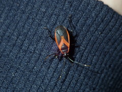 Dindymus circumcinctus