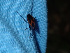 Dindymus circumcinctus