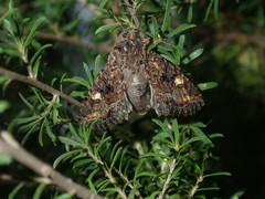 Neumichtis spumigera