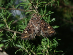 Neumichtis spumigera