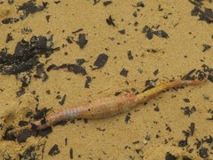 Australian Spiny Pipehorse photo 5