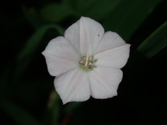 Convolvulus erubescens