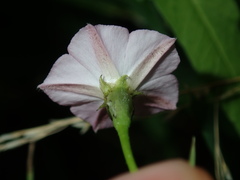Convolvulus erubescens