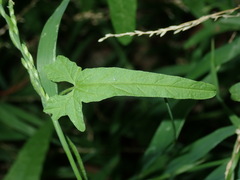 Convolvulus erubescens