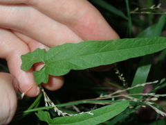 Convolvulus erubescens