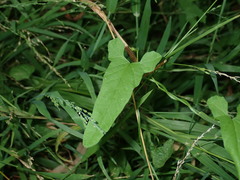 Convolvulus erubescens