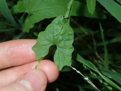Convolvulus erubescens