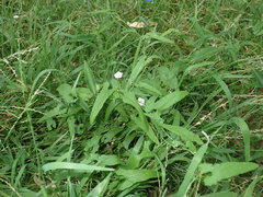 Convolvulus erubescens