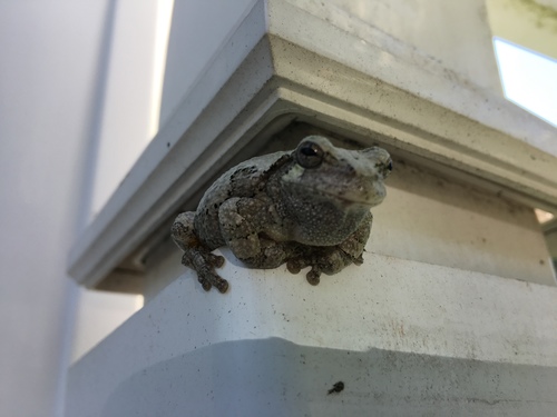 Gray Treefrog photographed in Connecticut