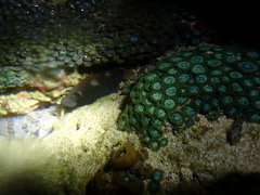 Stegastes variabilis